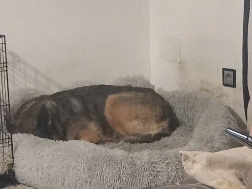 Comfy Hound XL Kennel Bed: Cozy Retreat for Your Big Pup photo review