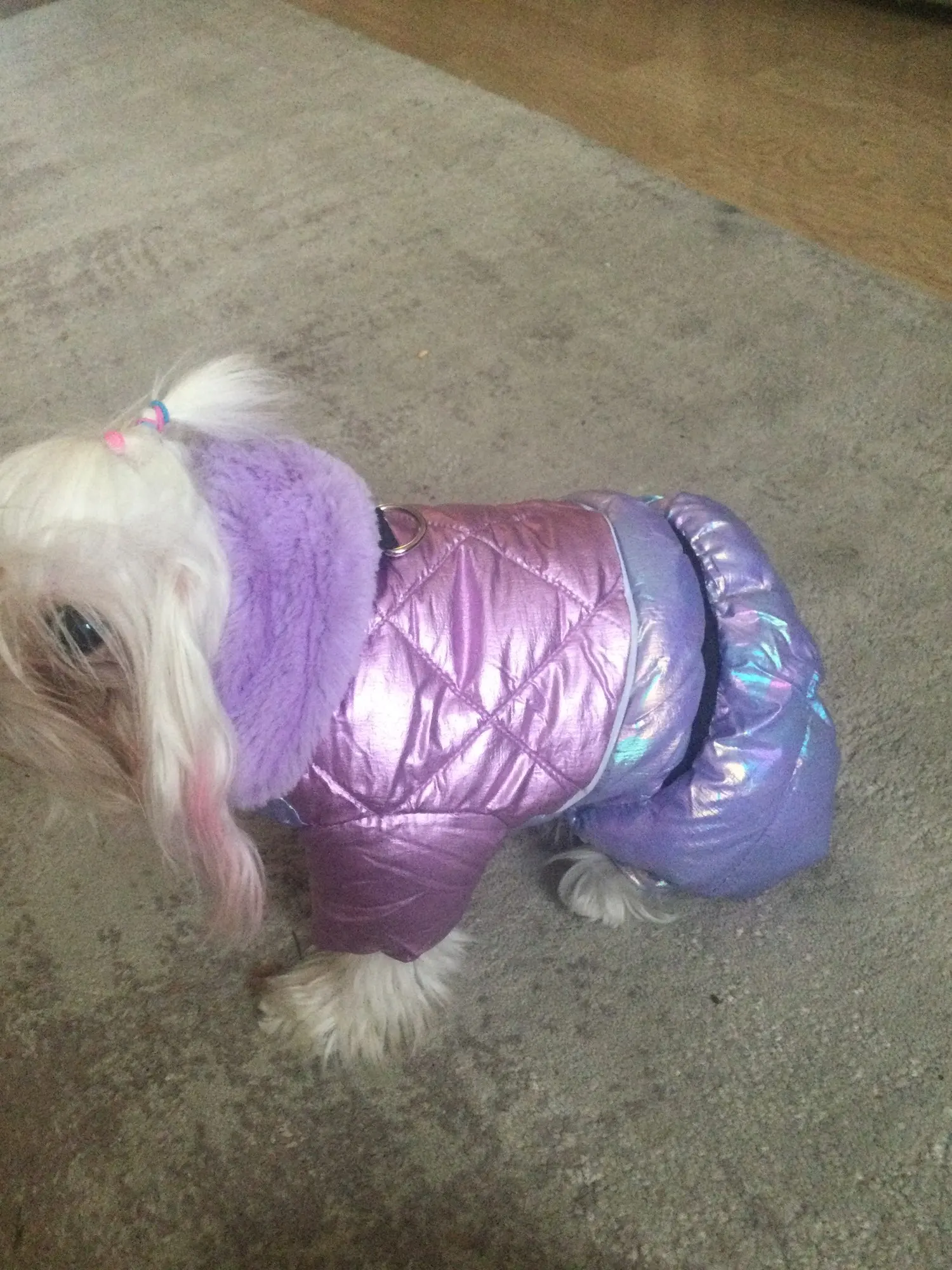 Snow Paws Winter Jumpsuit: Cozy Waterproof Snowsuit for Your Stylish Pup photo review