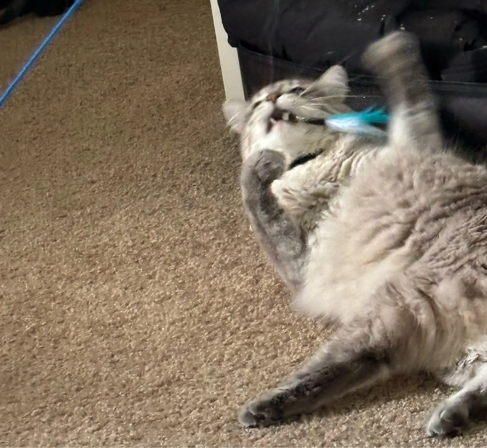 foldable Cat Tunnel Toy photo review