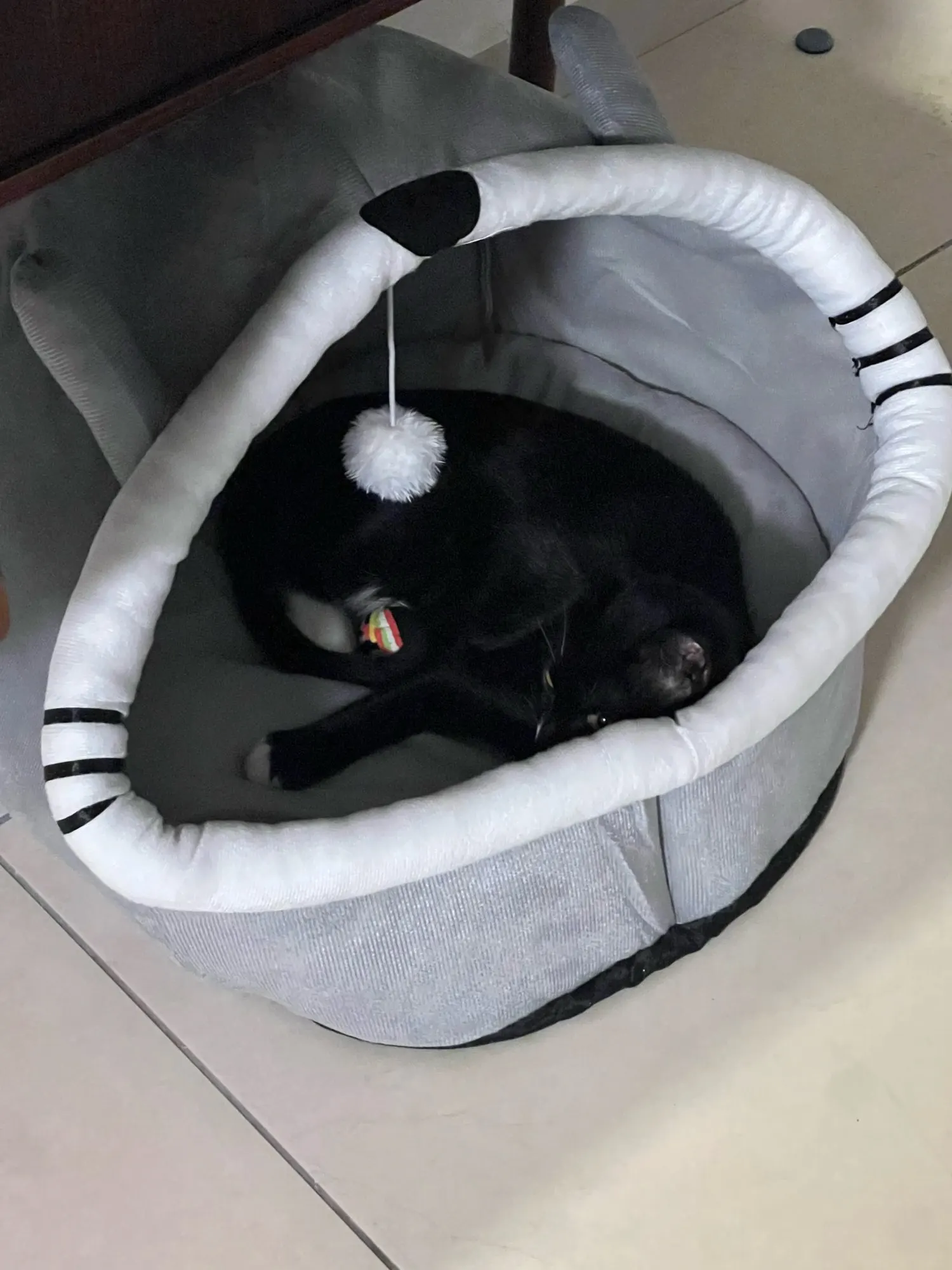 Cat Toys | Mouse Shape toys | Foldable Cat Toys । Cat & Dog Toys | ATOZBY photo review