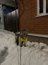 SuperTop Shop | Dog's Waterproof Winter Shoes Set