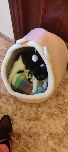 Cat Toys | Mouse Shape toys | Foldable Cat Toys । Cat & Dog Toys | ATOZBY photo review