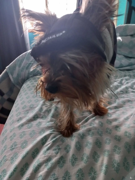 Warm Winter Pilot Cap By Leather For Dogs photo review