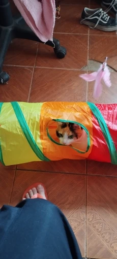 foldable Cat Tunnel Toy photo review