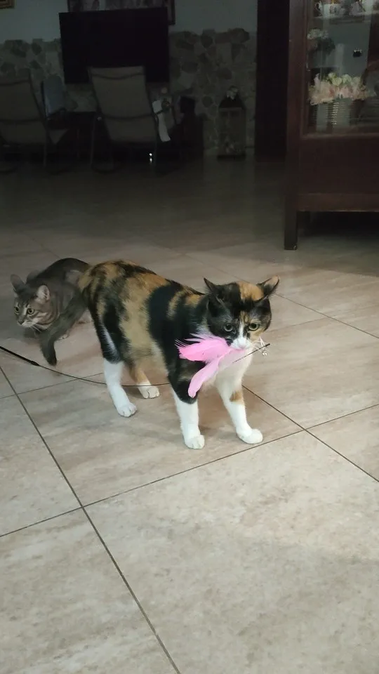 Feather Fun Cat Wand photo review