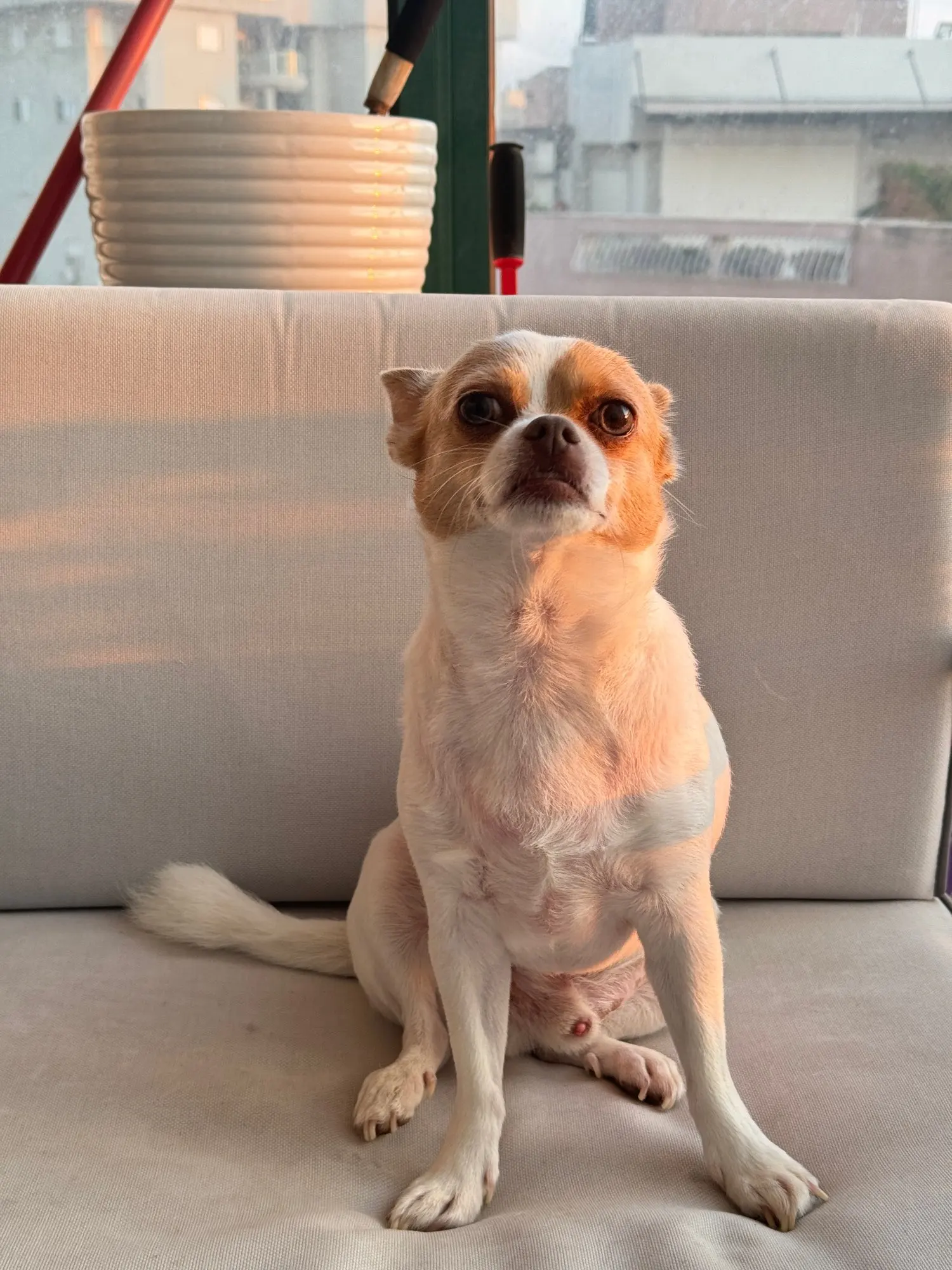 Halsband - Verstellbar, Reflektierend & Komfortabel für kleine Hunde und Katzen photo review