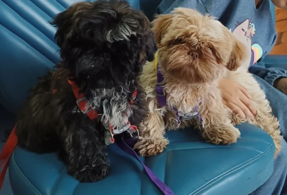 Reflective Pet Harness & Leash Set, Safe Adventures for Your Furry Friend photo review