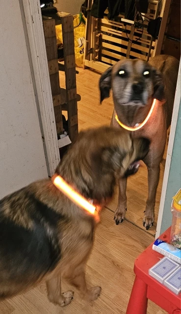 GlowSafe – Leuchtendes Halsband & Leine für maximale Sichtbarkeit bei Nacht photo review