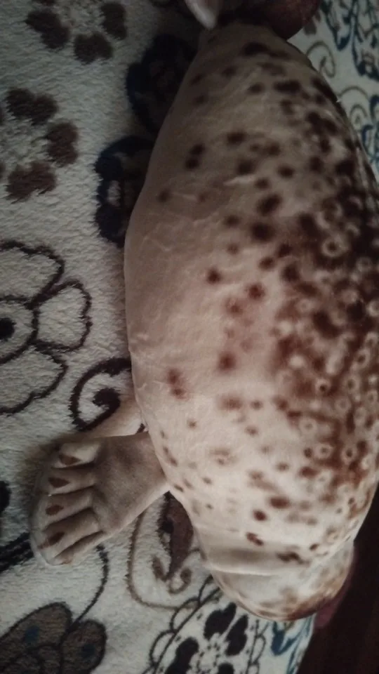 Foquinha Serena Fofeza® de Pelúcia