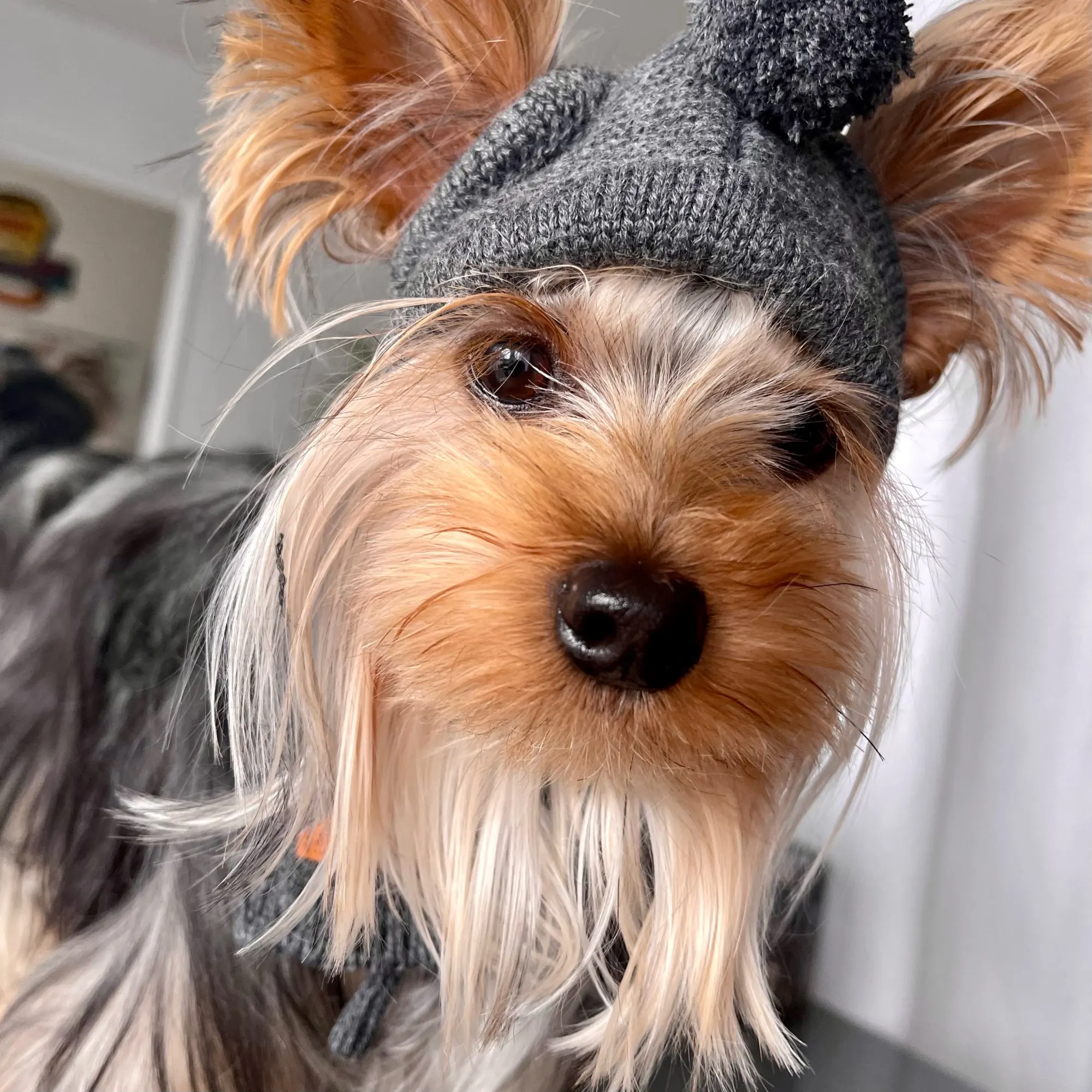 Set Of Warm Woolen Hat And Scarf For Dog In Winter photo review