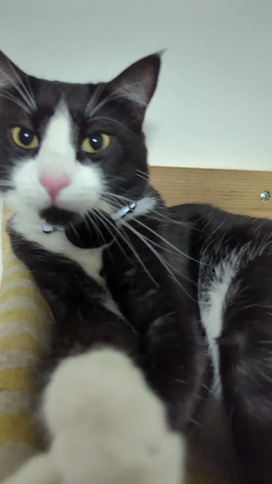 Airtag Case Collar for Cats with Protective Case for Anti Lost Locator Tracker photo review