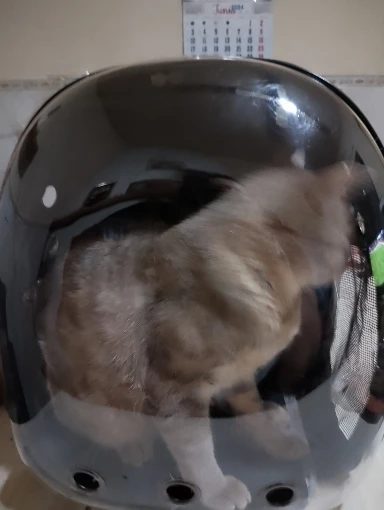 🐱 תיק חתול שקוף – מסע נעים ובטוח לחתול או כלב קטן! תיק נושאת נסיעות עם עיצוב נשימתי לשמירה על נוחות ורווחה. ✨