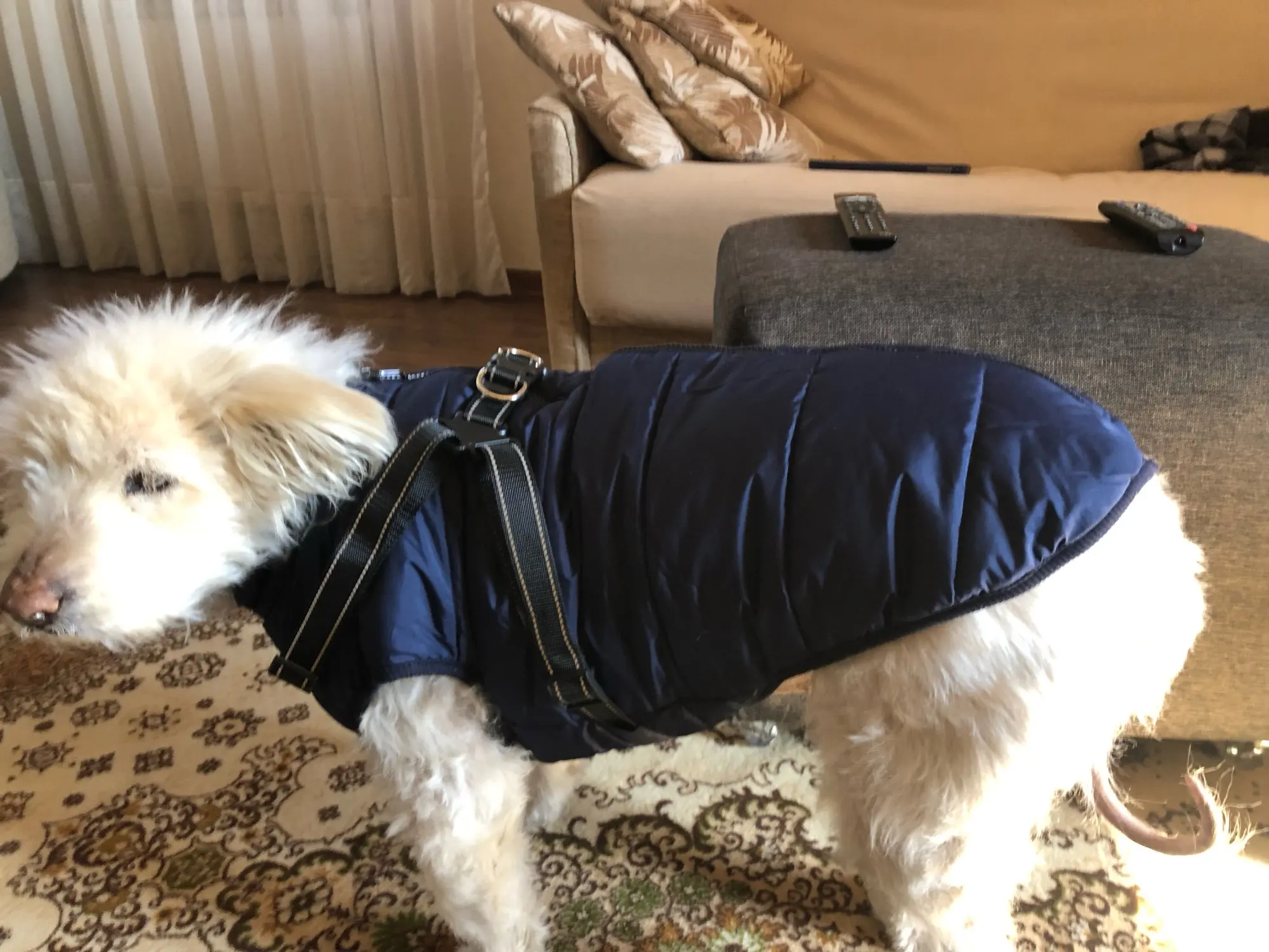 Waterproof Warm Dog Winter Jacket Harness photo review