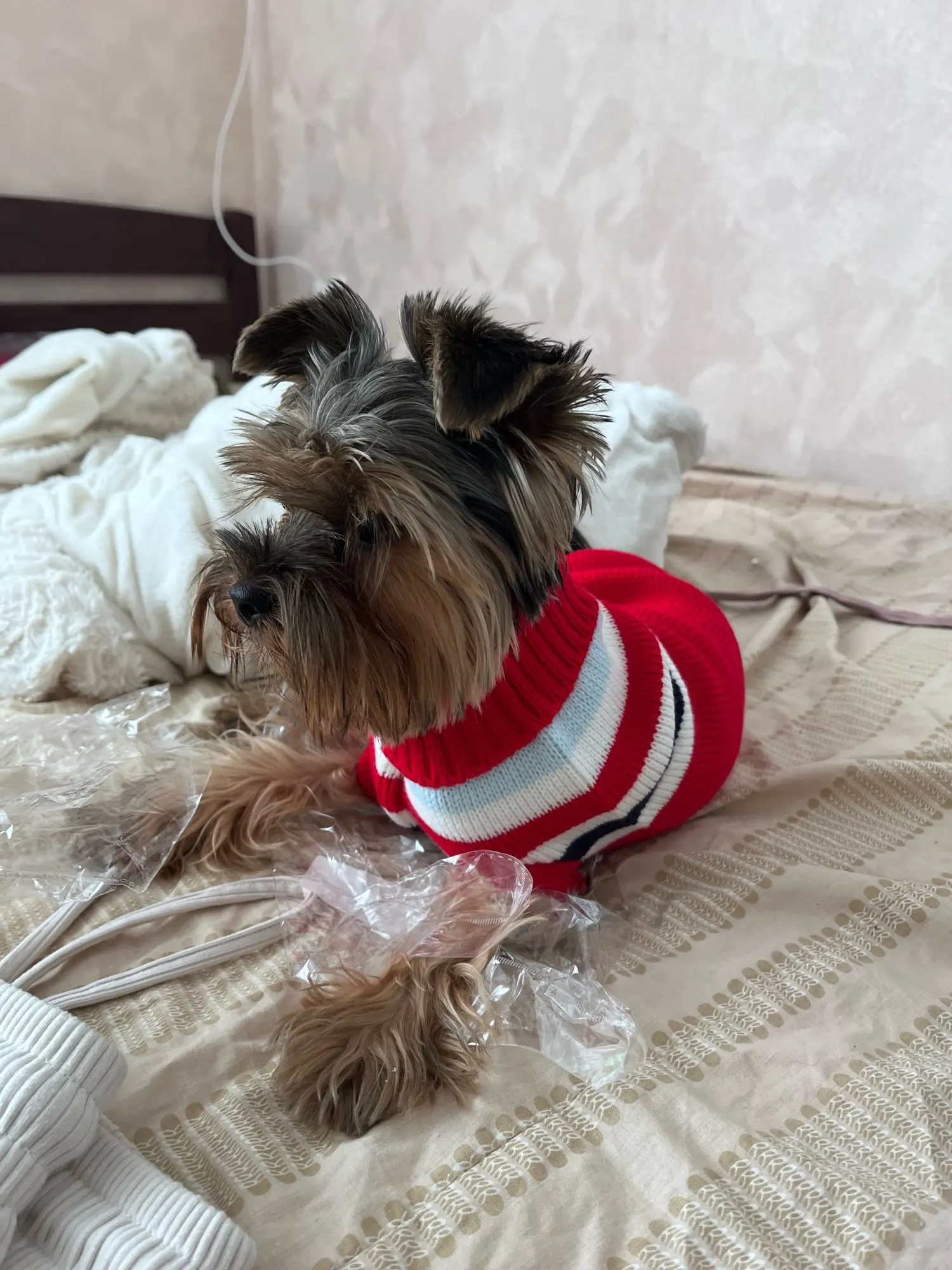 Winter Is Not Cold With Sweet Cartoon Sweaters For Dogs photo review