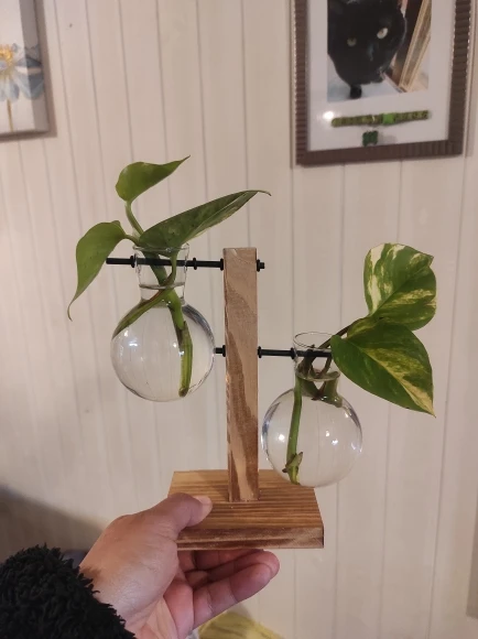 Hydroponic Plant Terrarium Vase photo review