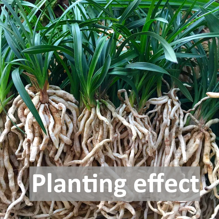 500g Slow-Release Orchid Substrate Planting Fertilizer plant fertilizer