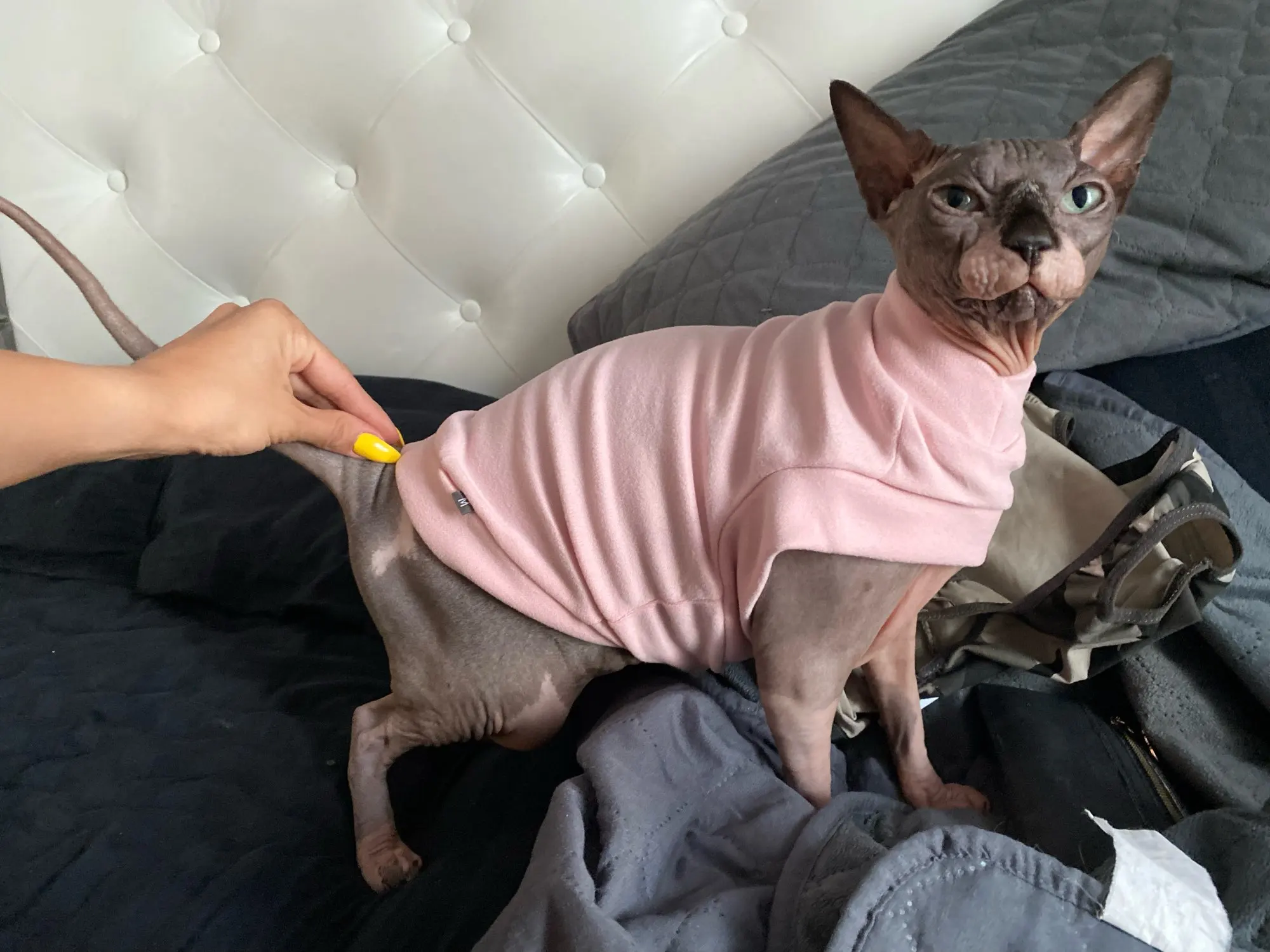 Dog Sweatshirts without Hoods