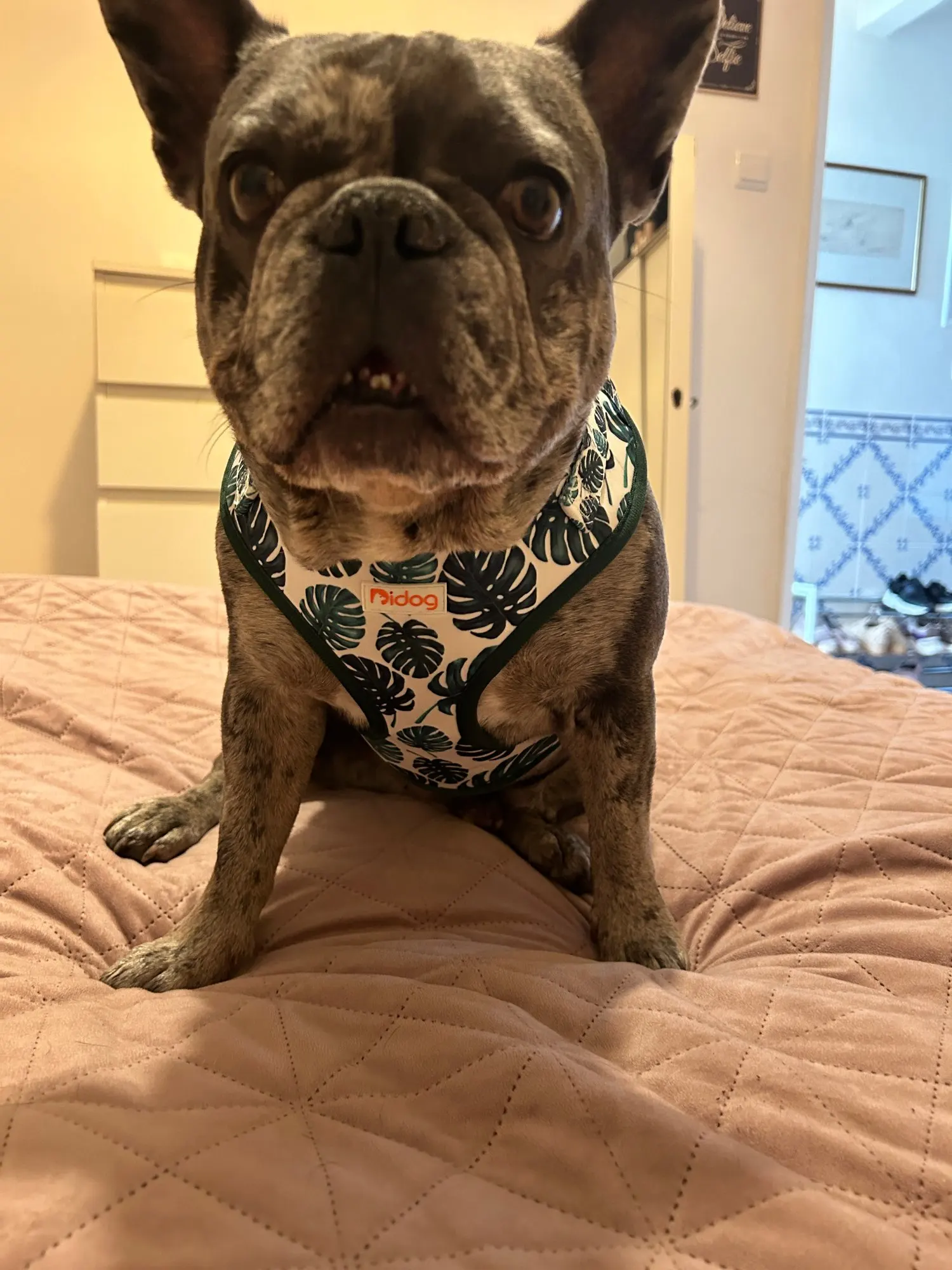 Soft Mesh Vest for Small to Medium Pets, Including French Bulldogs and Chihuahuas photo review