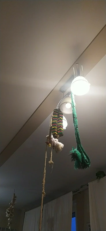 Cardboard Crunch, Parrot Toy for Chewing Fun photo review