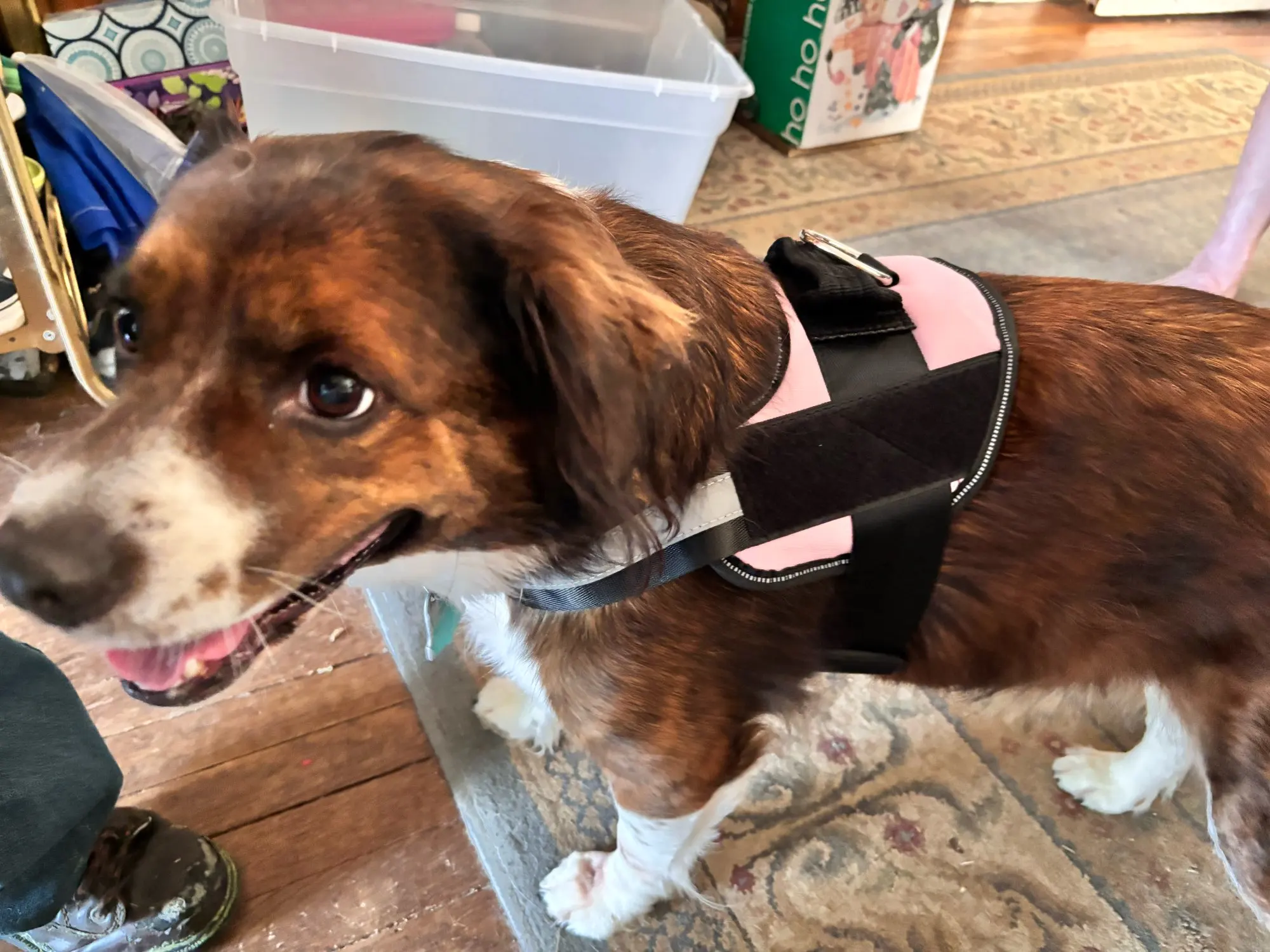 Dog Weight Pulling Harness