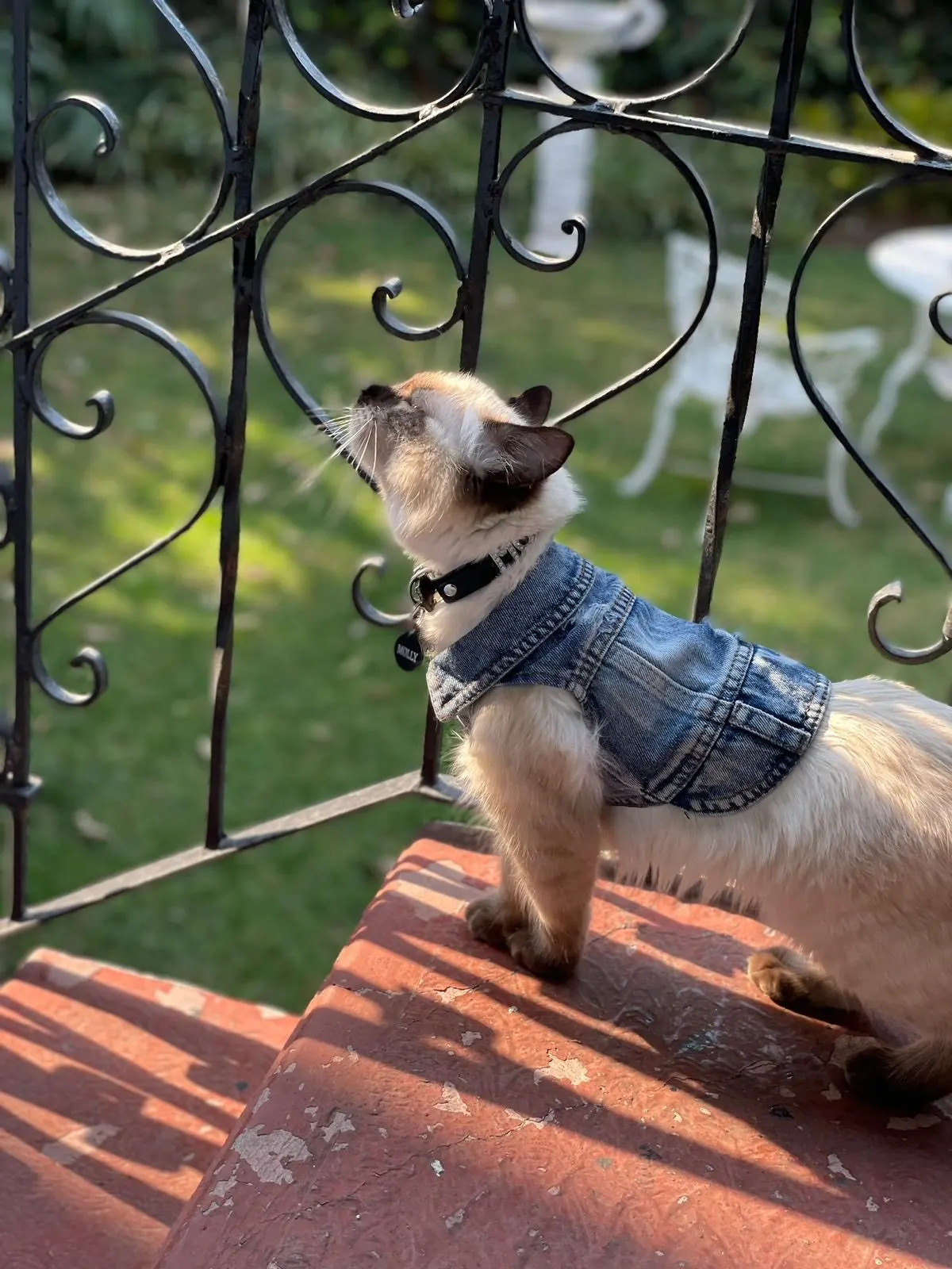 Jeans Outfits With Many Styles For Dogs photo review