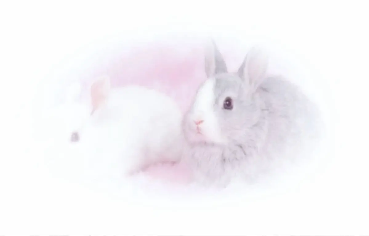 Bunny Strawberry Socks and Sleeves photo review