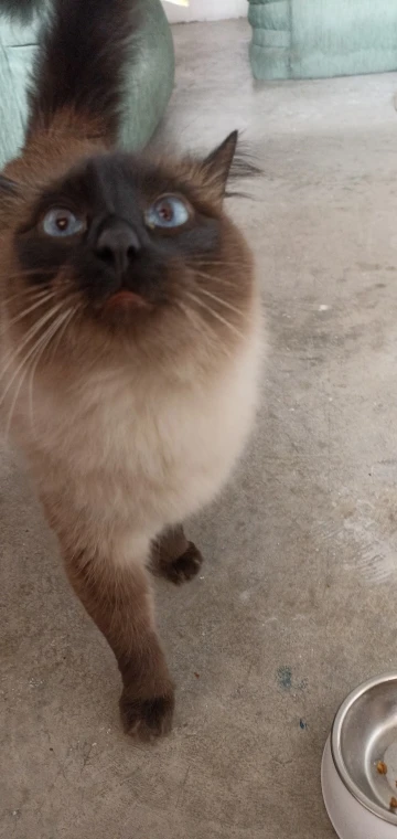 Comedero Anti Vuelco De Acero Inoxidable Para Gato