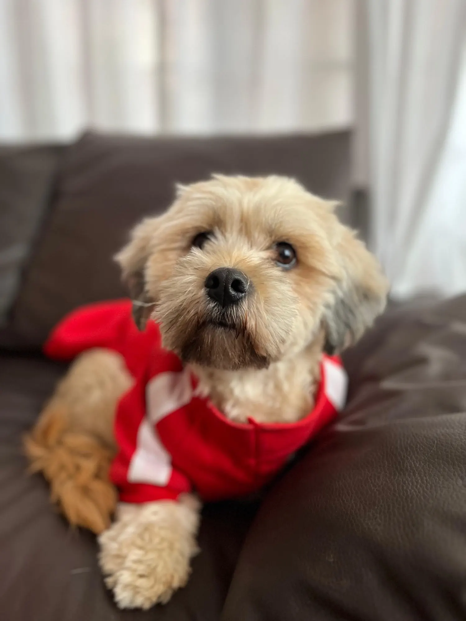 Chamarra Para Perro "POMA"