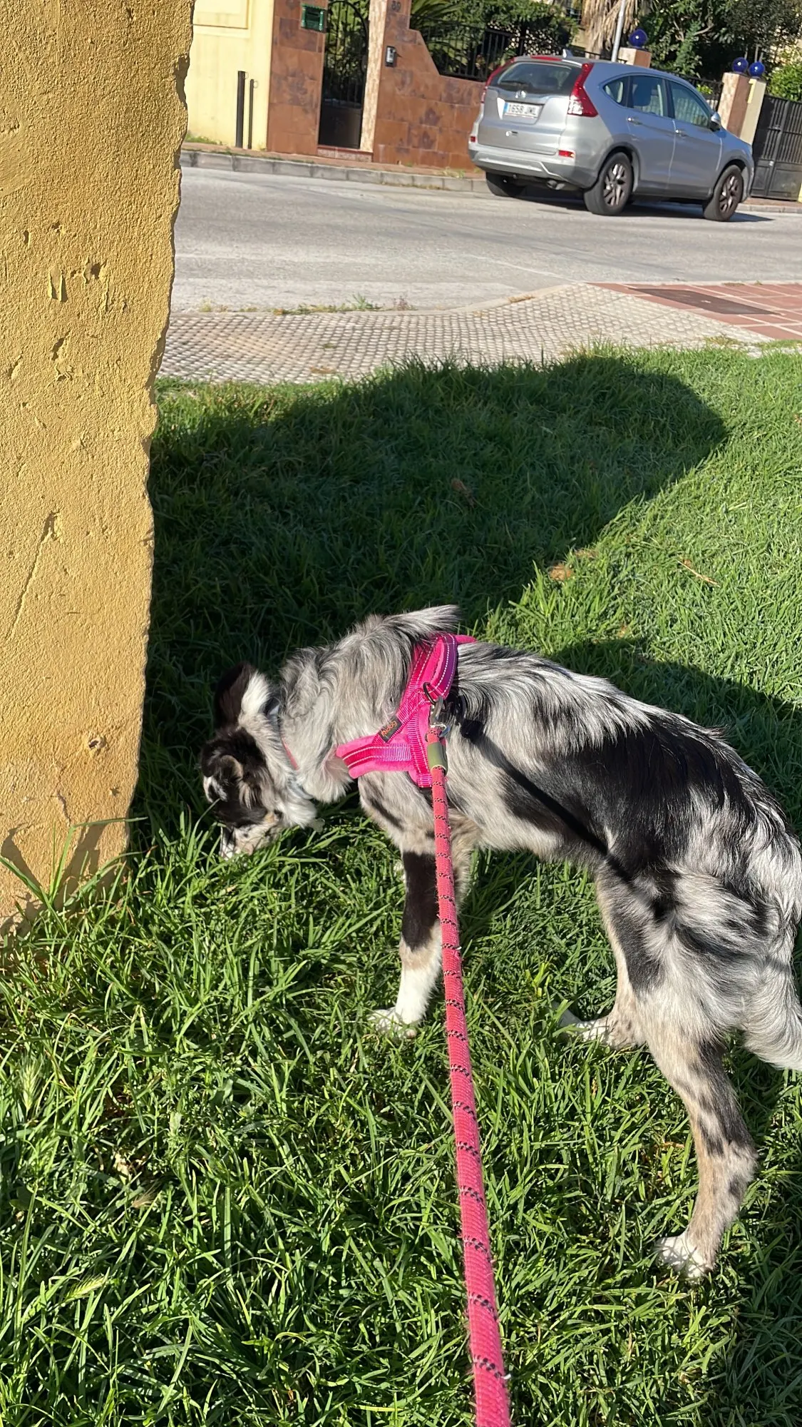 Reflective Comfort: No-Pull Nylon Harness for Large Dogs photo review