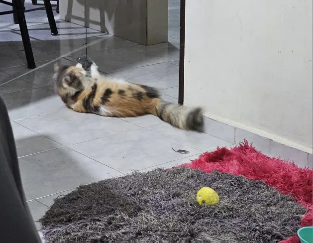 Juguete  Interactivo Colgante Para Gato