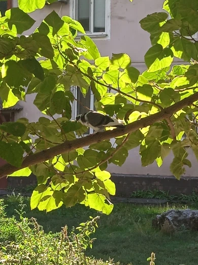 Neko Print Matching T-Shirt - Cutecore Aesthetic photo review