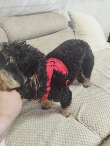 Halsband - Verstellbar, Reflektierend & Komfortabel für kleine Hunde und Katzen photo review