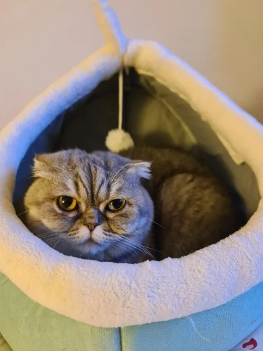 Cat Toys | Mouse Shape toys | Foldable Cat Toys । Cat & Dog Toys | ATOZBY photo review
