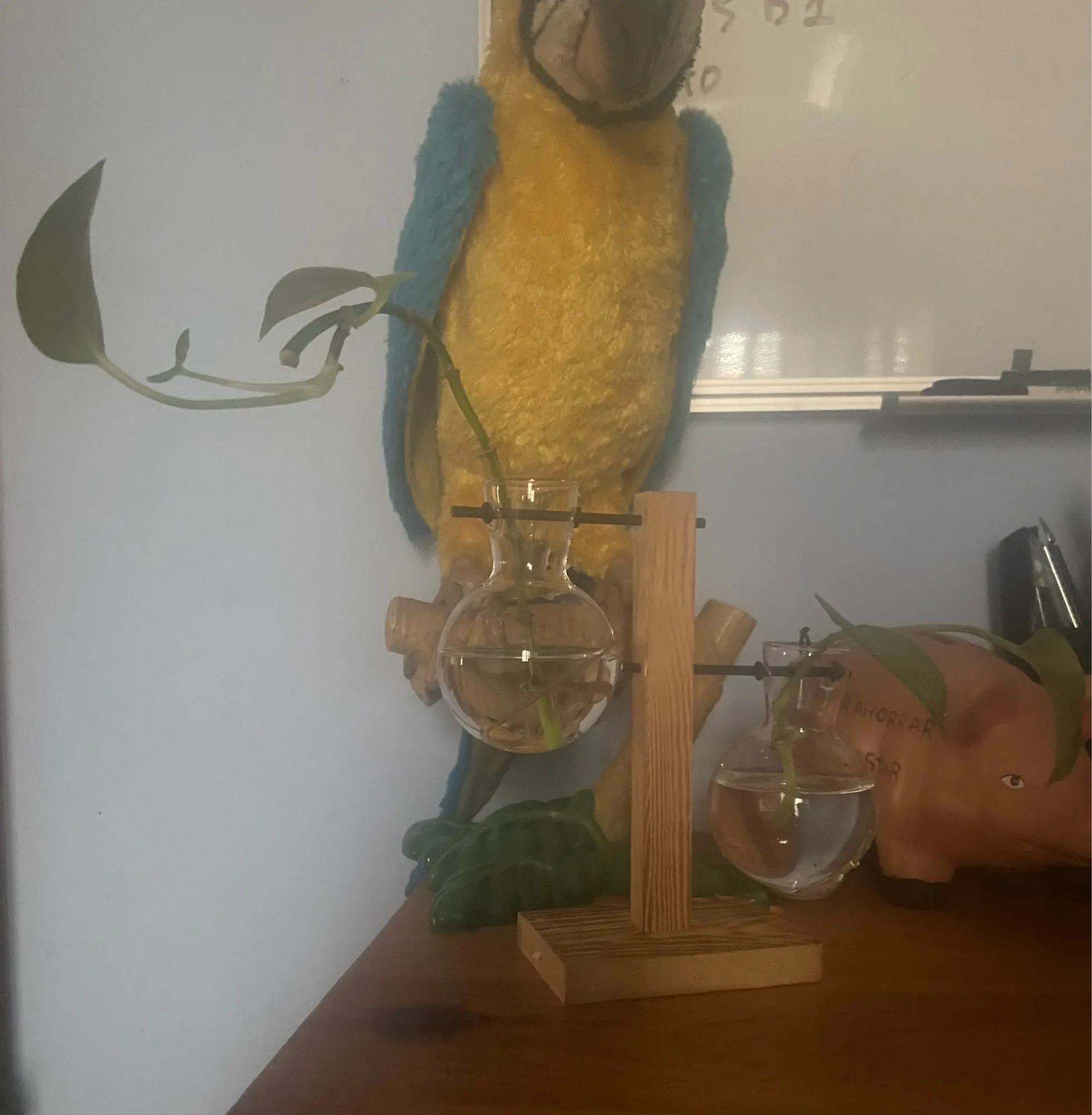 Hydroponic Plant Terrarium Vase photo review