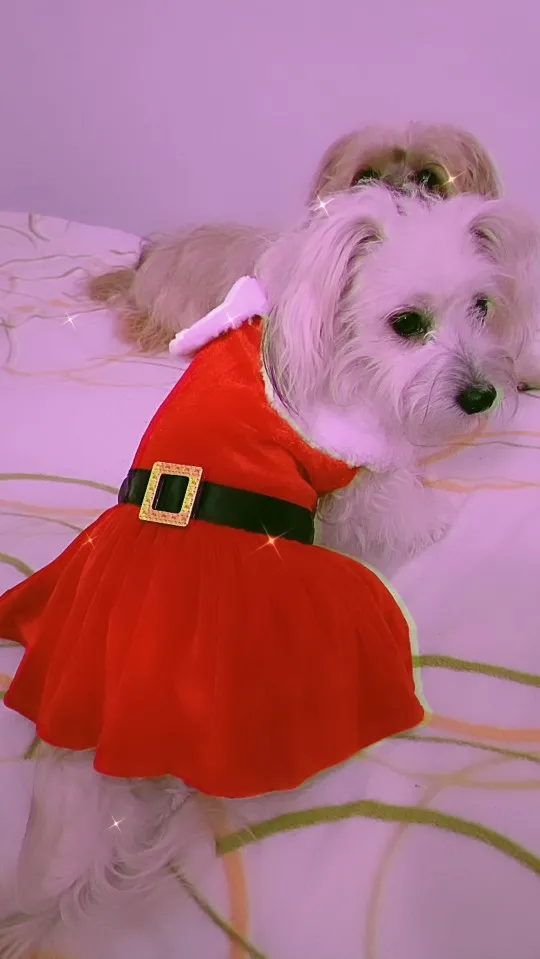 Jolly Paws: Christmas Dress for Festive Furry Friends photo review