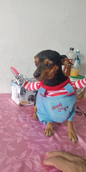 Halloween Funny Dog Clothes Small Medium Large Dogs Cat Cosplay Pets Dress Up Puppy Pullover Chihuahua Costume Party Pet Outfits