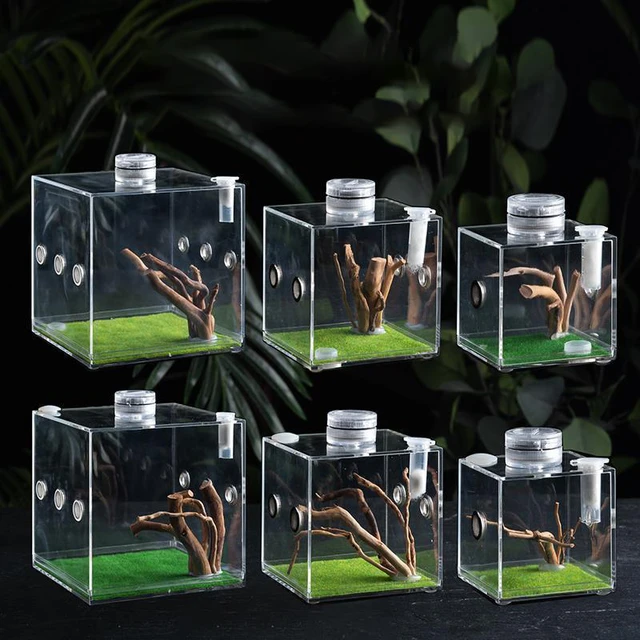 Spider Jumping Breeding Box Small Clear Container Enclosure Accessories  Acrylic Habitat Holder Terrarium For - AliExpress