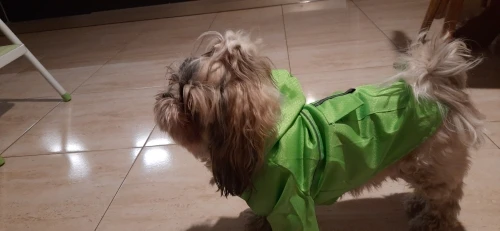 Reflective Mesh Raincoat: Breathable and Durable Pet Jacket with Hood and Pocket for Small to Medium Dogs photo review