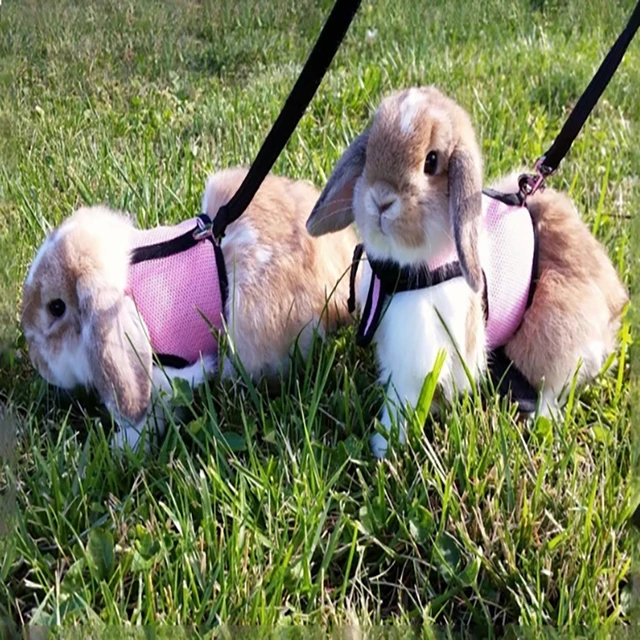 Breathable and stylish pet vest-style harness with adjustable soft strap and elastic leash set, suitable for rabbits and cats 2