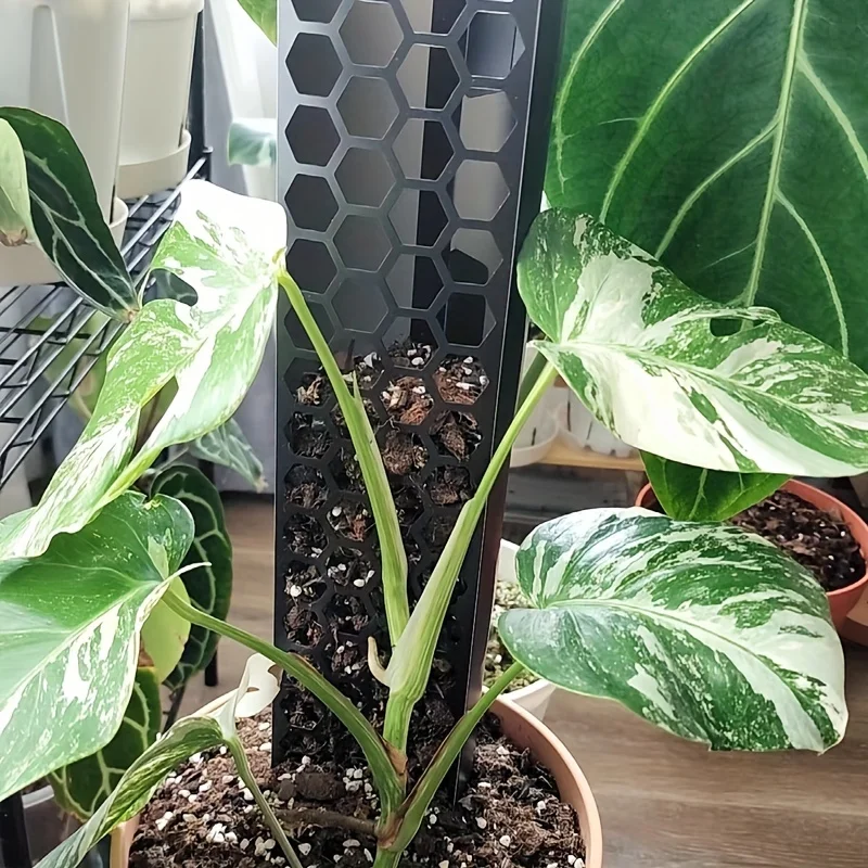 ミ*ミ様 MOSS STICK U5 154cm ミ*ミ様 MOSS STICK U5 154cm Amazon.com : Moss Pole 56 Inch