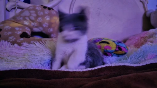 20cm Cute Soft Cat Plush Pillow photo review