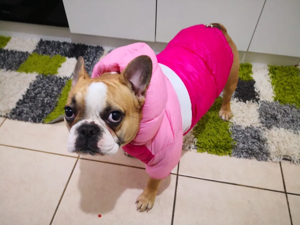 Waterproof Winter Jacket - Warm Clothes For Dogs photo review