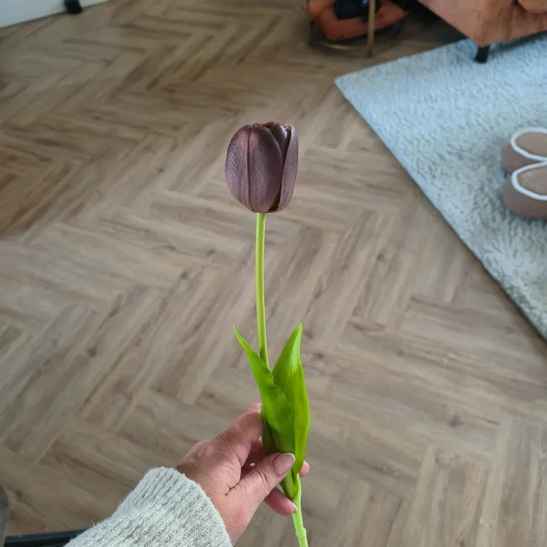 Bouquet de tulipes violet prune