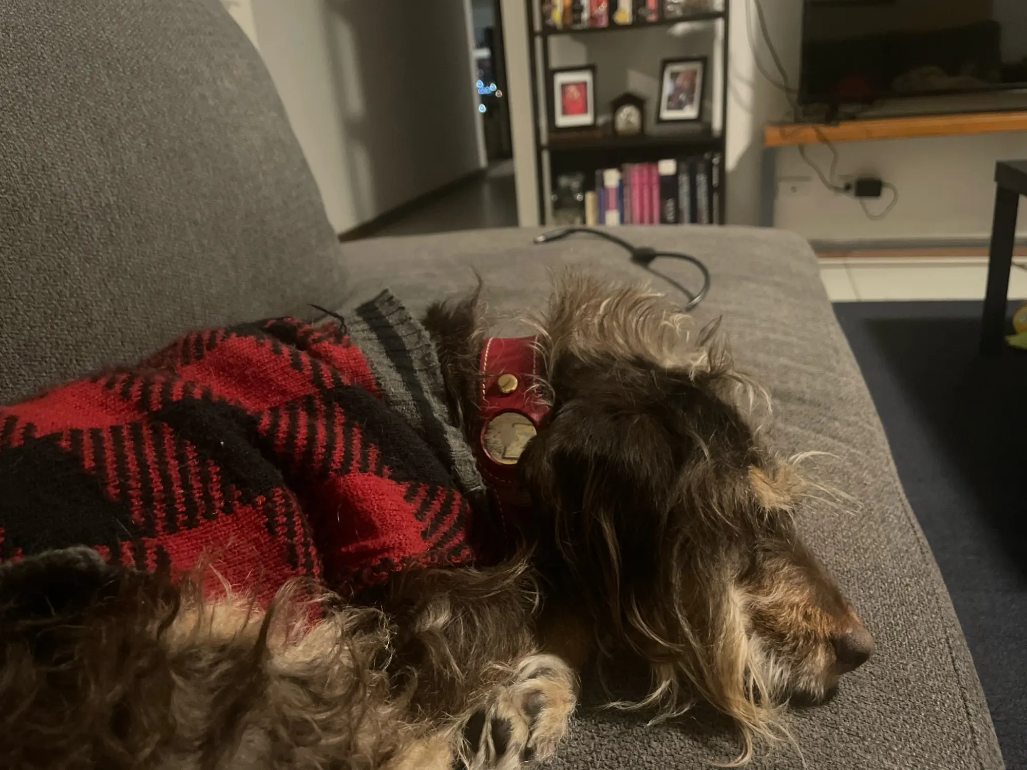 Leather Lux Elegant AirTag Pet Collar for Stylish Security photo review