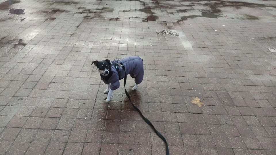 Waterproof Winter Jacket with Harness for Small to Medium Dogs, Keep Your Chihuahua Cozy and Visible in Cold Weather photo review
