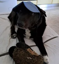 Casquette De Baseball Pour Chien - Chapeau été Réglable Avec Trous Oreilles, Tailles XS à XL, Protection Soleil