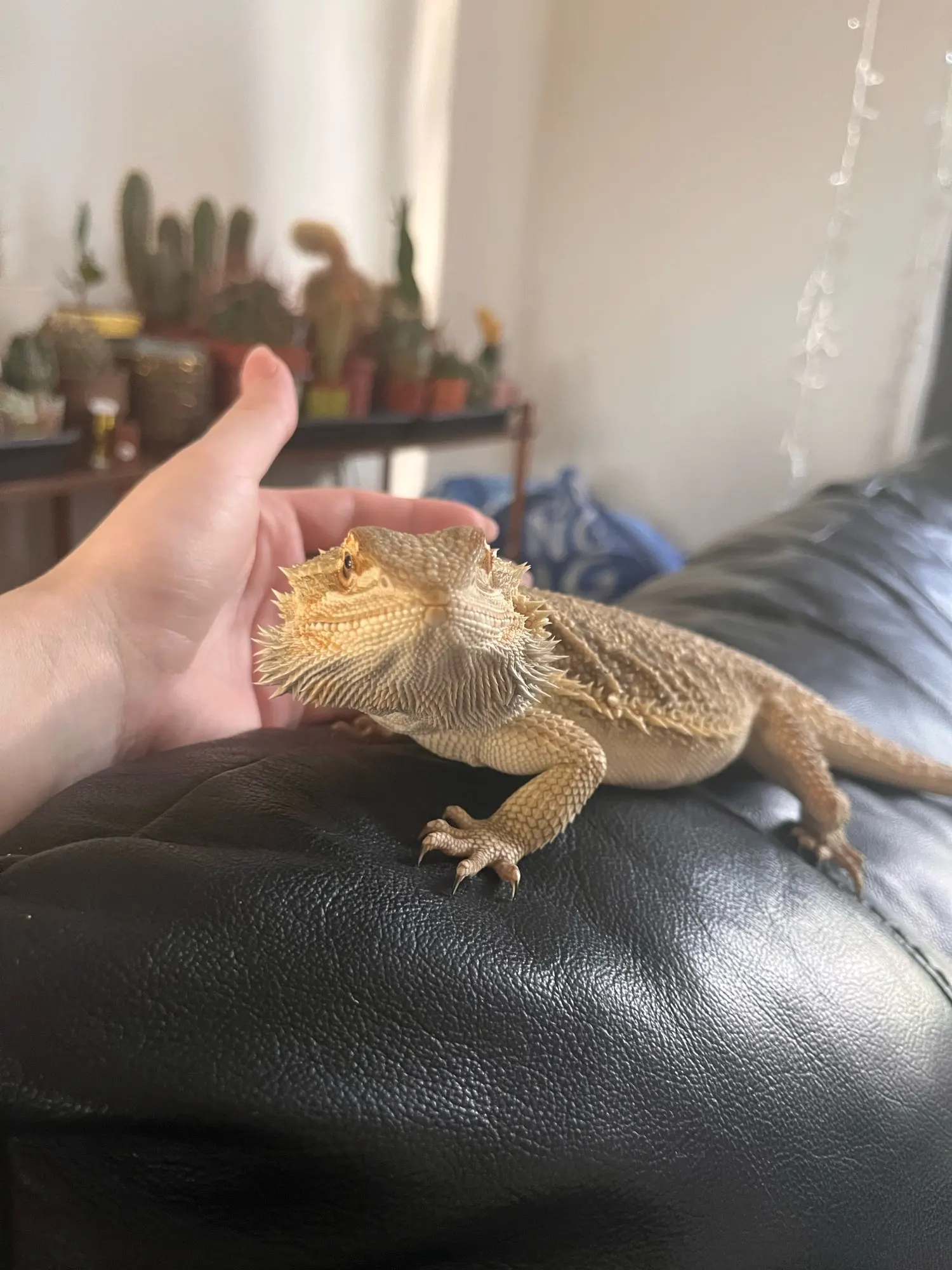 Women's Autumn Winter Knitted Bodycon Dress Long Sleeve Tie Backless Round Neck Solid Color Ruffle Trim Long Dress Beachwear photo review