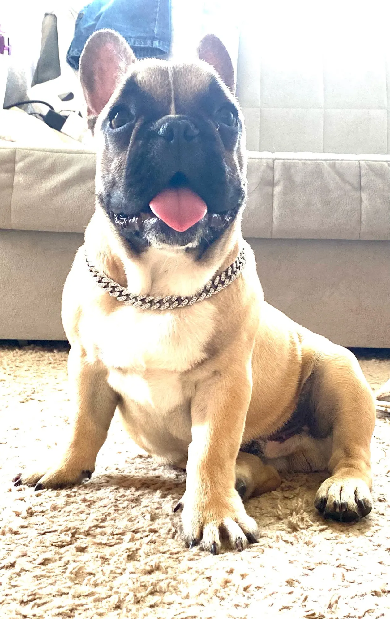 Diamante Dog Collar photo review