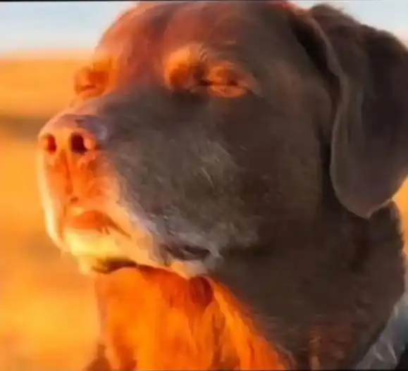 Máquina De Cortar Cabelo Parágrafo Barba Masculina Designer Aleatório Elétrico Profissional photo review