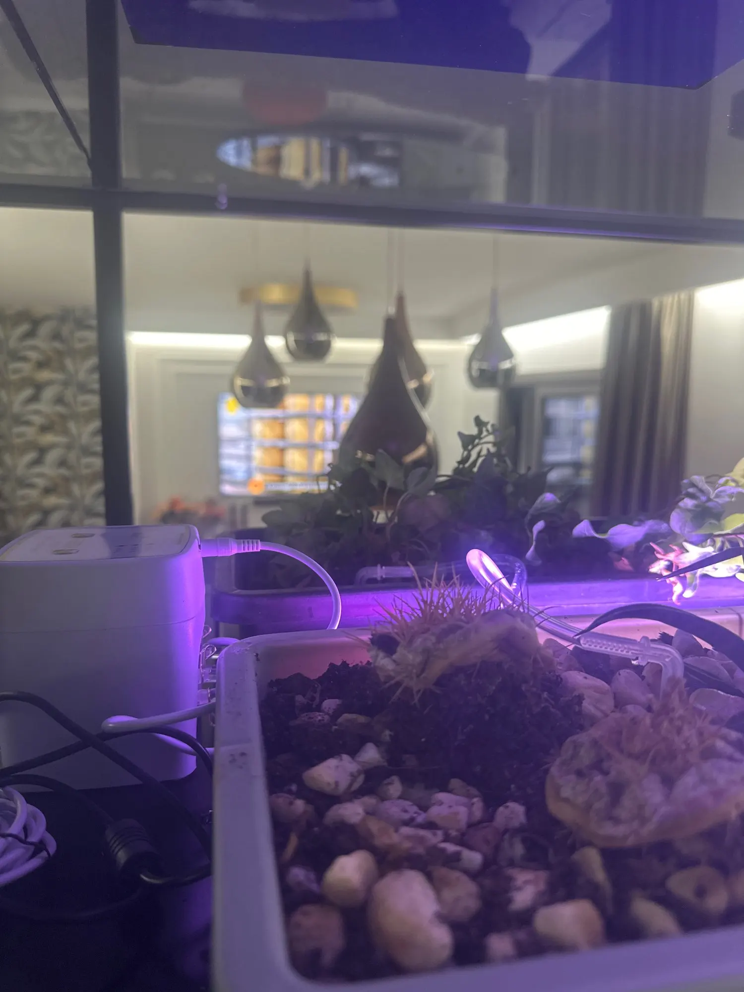 WIFI Intelligent Watering Device Double Pump Timed Automatic Drip Irrigation System Remote APP Controller for Garden Terrace photo review